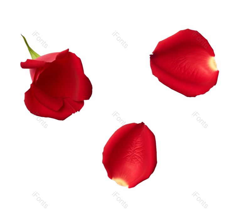 装饰图片,花瓣装饰元素,520PNG,玫瑰免抠素材